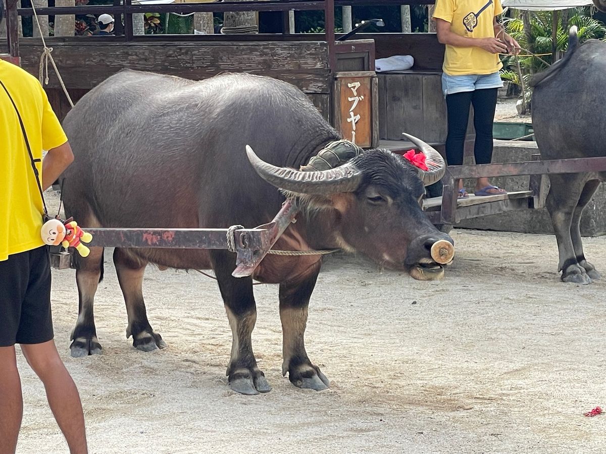 竹富島水牛巡り