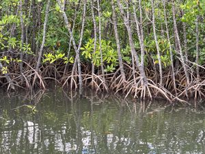 世界遺産西表島
仲間川マングローブクルーズ
イリオモテヤマネコには会えず