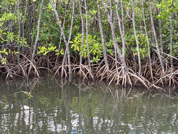 日本・沖縄県「石垣・八重山諸島巡り」の写真：世界遺産西表島
仲間川マングローブクルー...