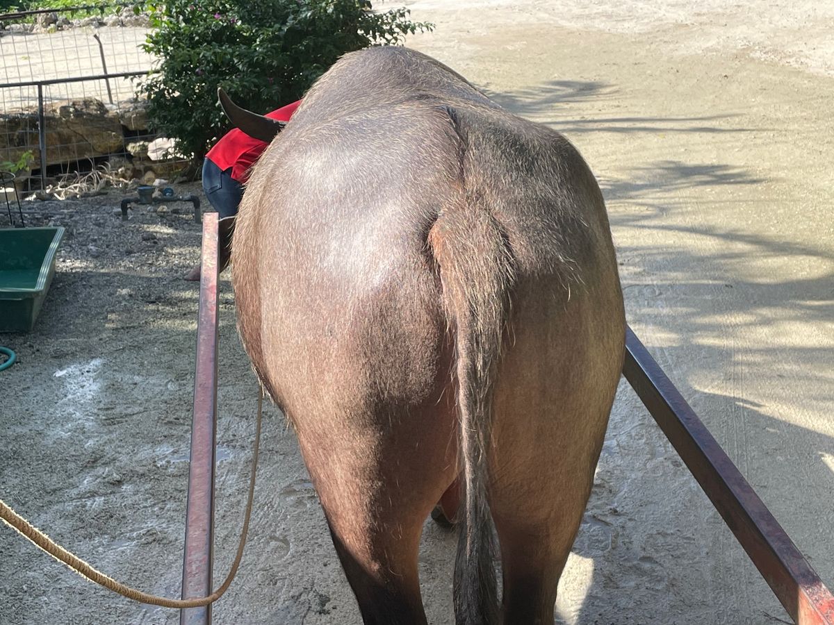 竹富島水牛巡り