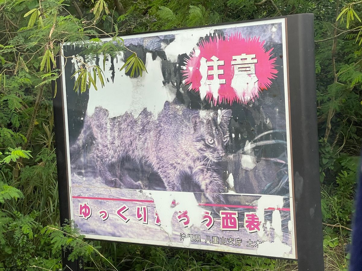 世界遺産西表島
仲間川マングローブクルーズ
イリオモテヤマネコには会えず