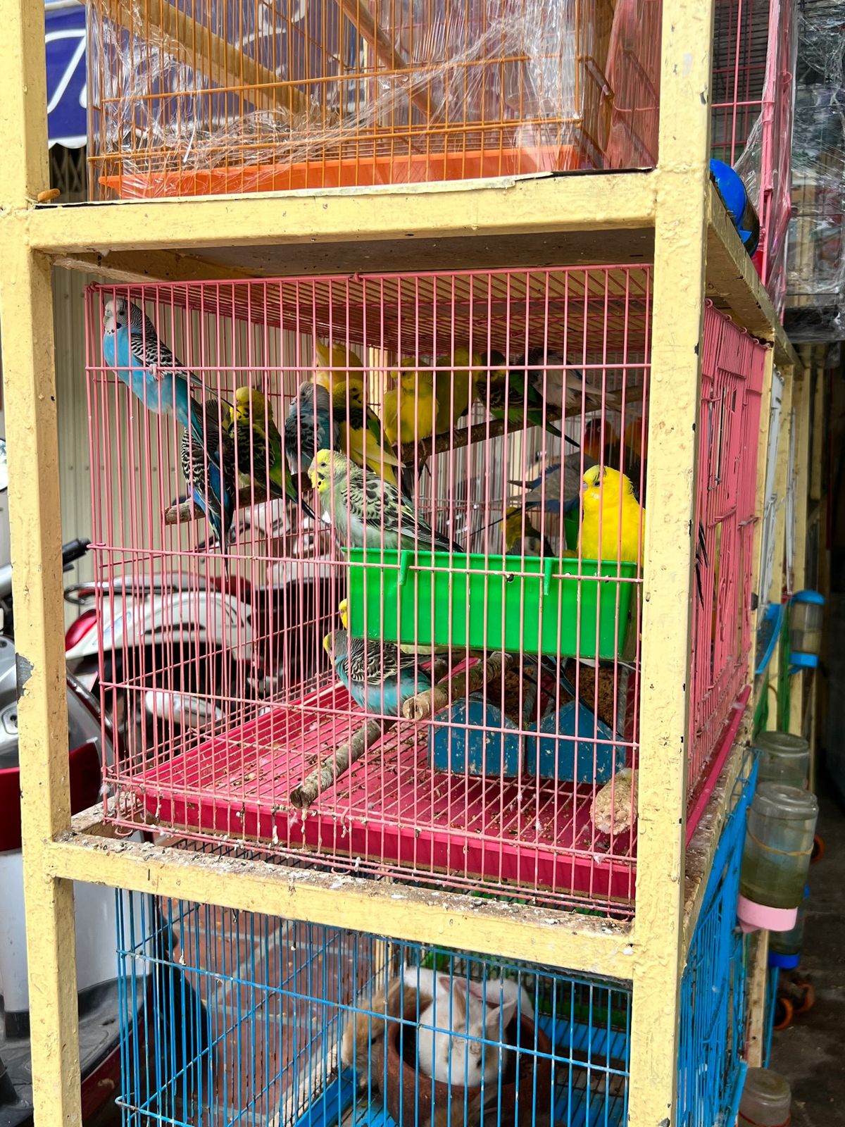 プノンペン街中のペットショップ
いくらなんでもギュウギュウ詰めすぎん？