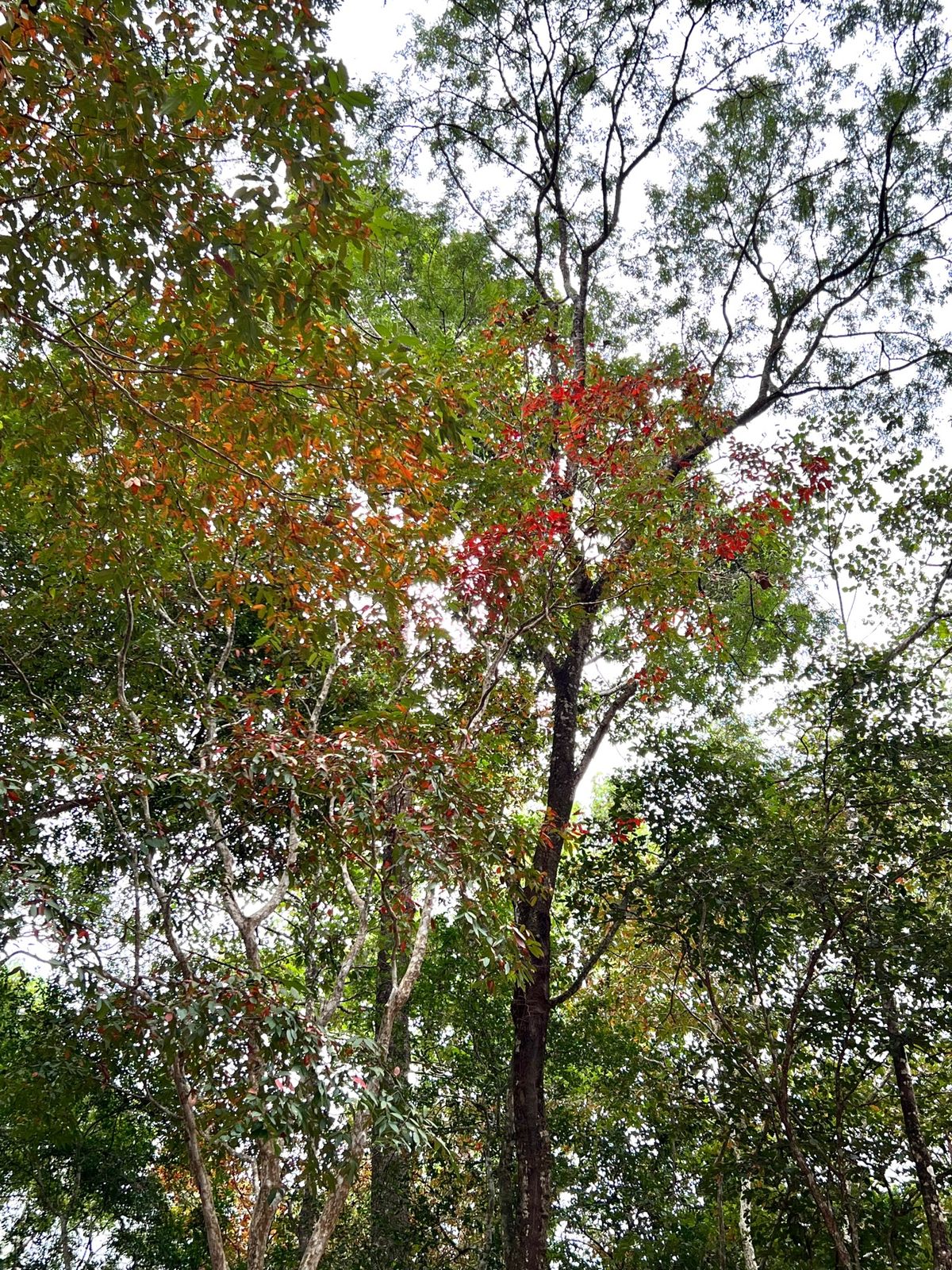Prasat Sambor サンボープレイクック遺跡

カンボジアにも少し...