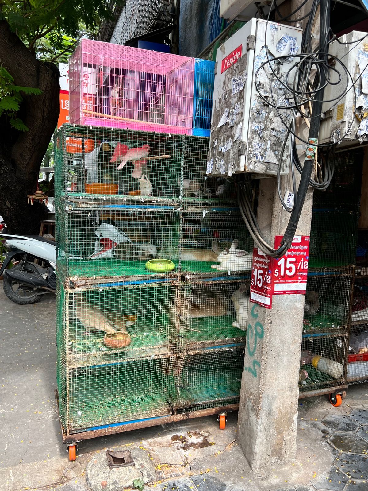 プノンペン街中のペットショップ
いくらなんでもギュウギュウ詰めすぎん？