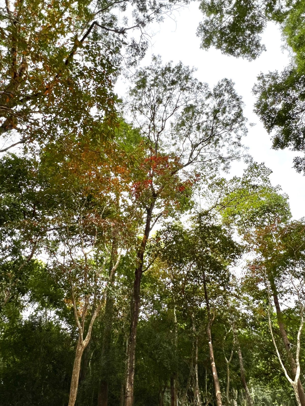 Prasat Sambor サンボープレイクック遺跡

カンボジアにも少し...