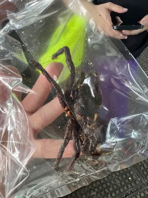 タランチュラ🕷発見！
前日食べたときはビニールで肝心の🕷が見てなかったので...