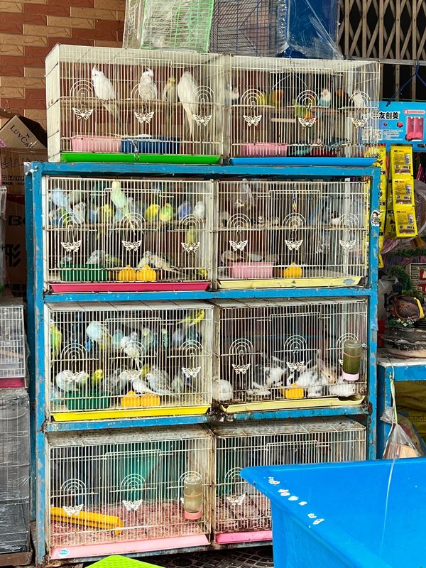 シンガポール「友人と行くカンボジア&シンガポール」の写真：プノンペン街中のペットショップ
いくらな...