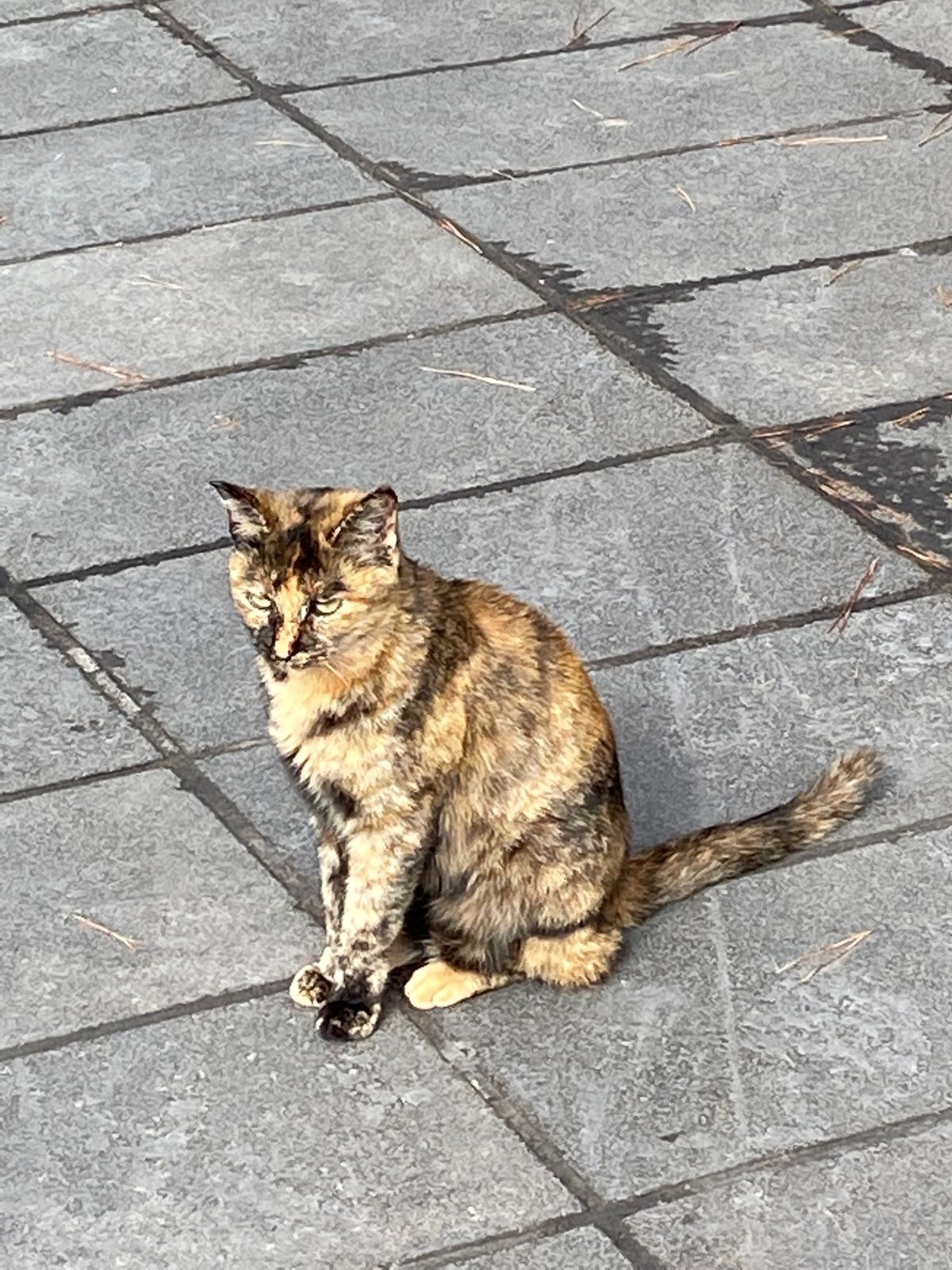 ちょっと曇りがちな桜島。
いよいよ上陸したらたくさんの猫がお出迎え。
人馴...