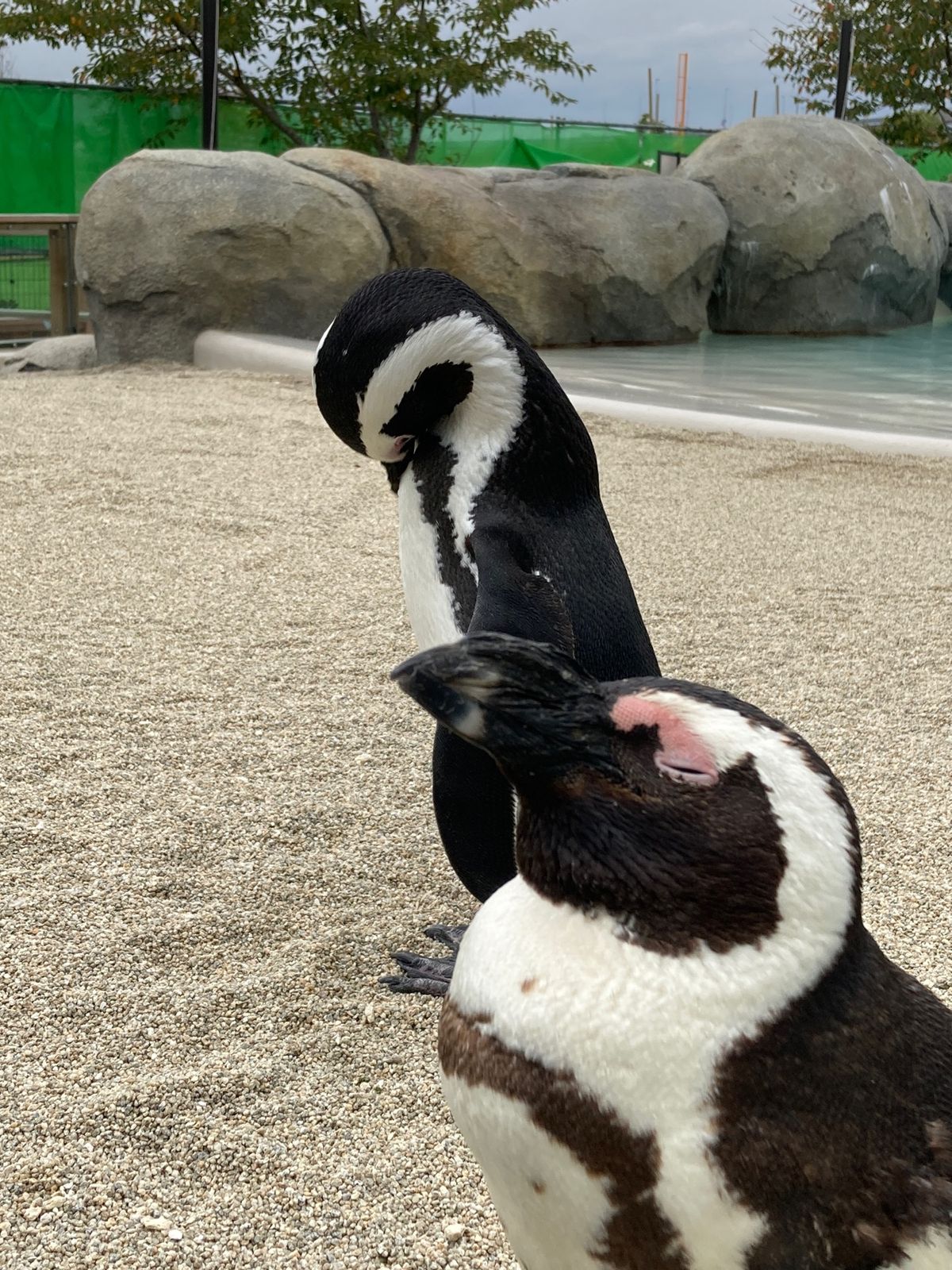 ペンギン🐧