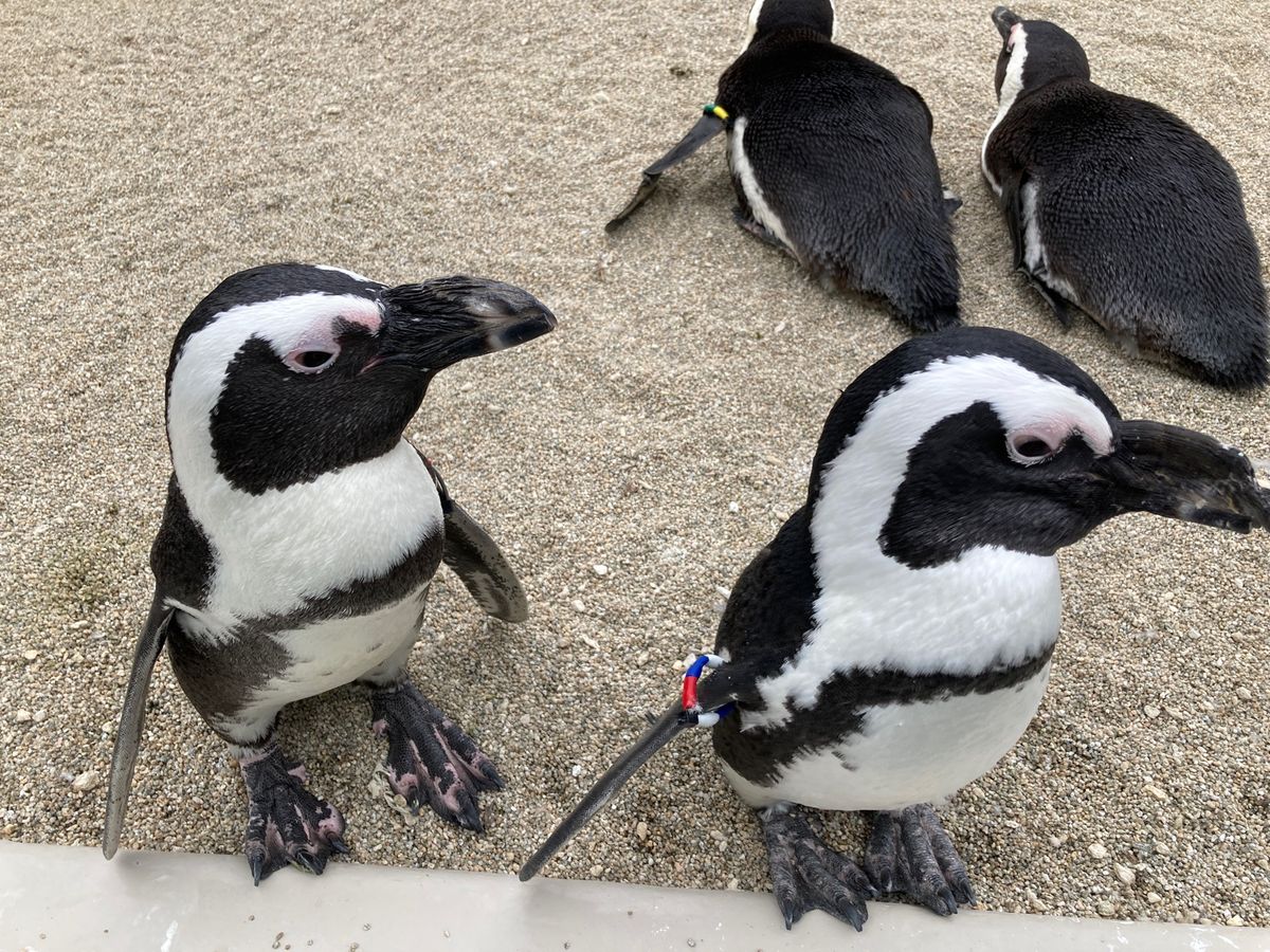 ペンギン🐧