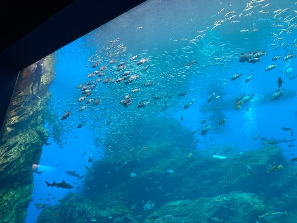 日本・仙台「水族館」の写真