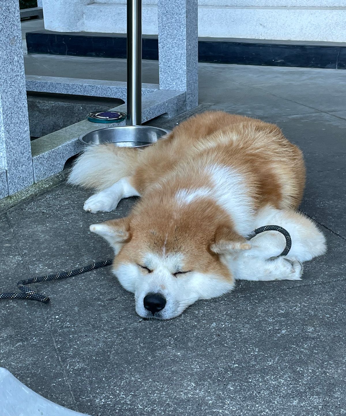 願成就院の看板ワンコ（秋田犬）おとなしい！
新垣結衣さん演じる八重のモデル...