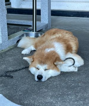 願成就院の看板ワンコ（秋田犬）おとなしい！
新垣結衣さん演じる八重のモデル...