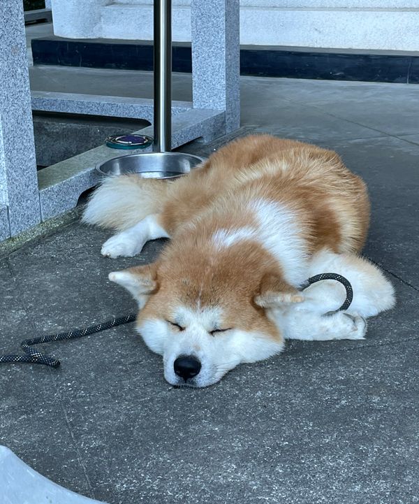日本・静岡県「「鎌倉殿」伊豆・修善寺の旅」の写真：願成就院の看板ワンコ（秋田犬）おとなしい...