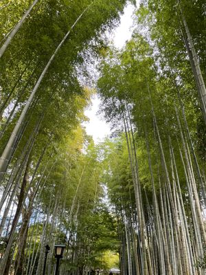 修善寺といえば竹林。
ドラマの登場人物でスタンプラリーができるんだけど、義...