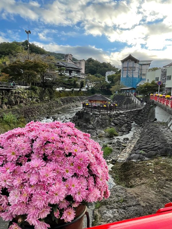 日本・静岡県「「鎌倉殿」伊豆・修善寺の旅」の写真：修善寺、紅葉にはまだ早く、菊の花が飾って...