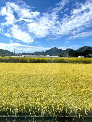 稲刈り直前の稲の黄色が綺麗だった。
三島駅で伊豆箱根鉄道に乗り換えて終点の...