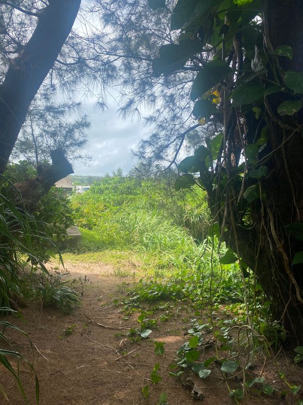 日本・沖縄県「Trip  to Okinawa」の写真：沖縄の緑達

この生い茂ってる感じが自然...