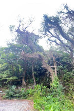 沖縄の緑達

この生い茂ってる感じが自然体やな
こういうの好きやわ

