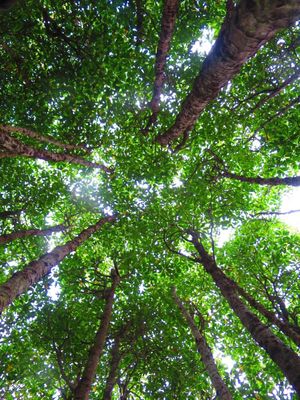 沖縄の緑達

この生い茂ってる感じが自然体やな
こういうの好きやわ

