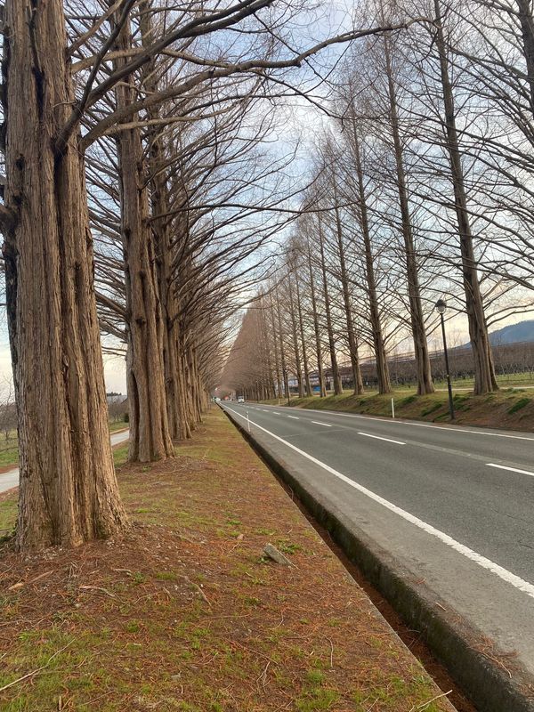 日本・滋賀県「滋賀旅行」の写真：メタセコ並木
葉っぱなしでしたが綺麗でした。