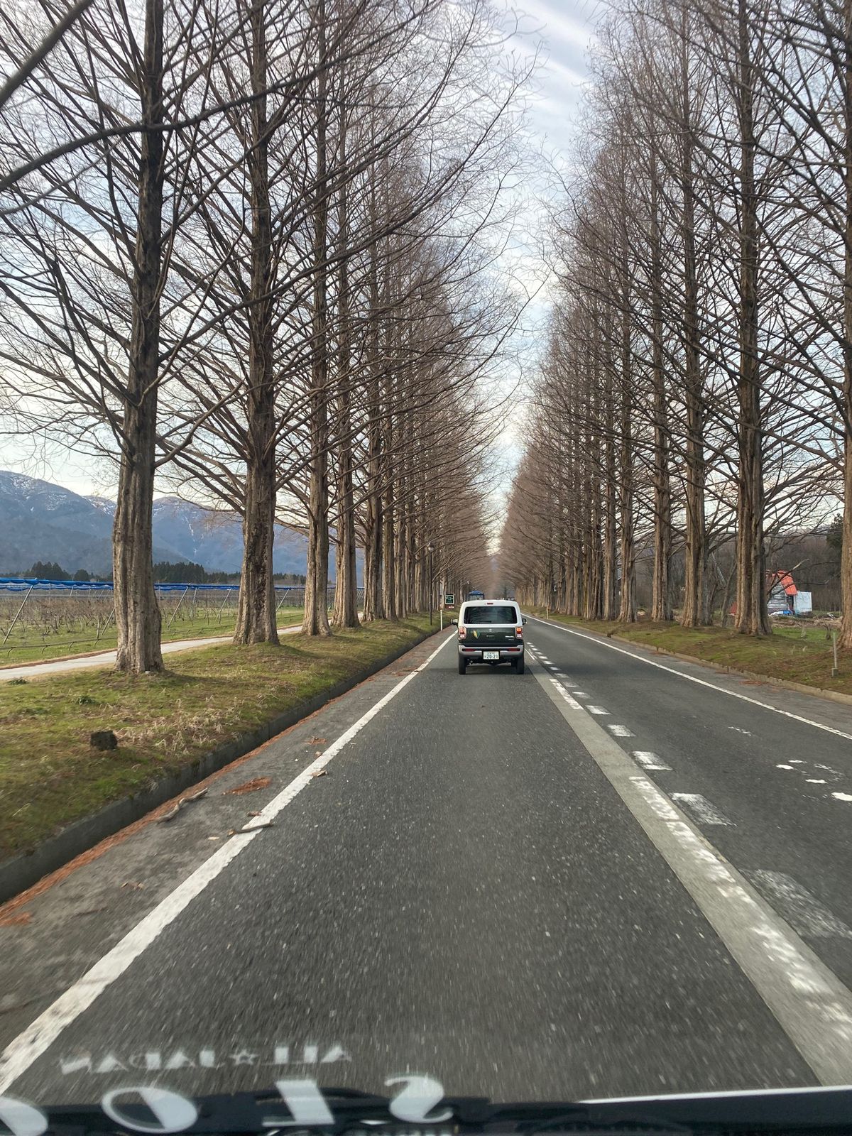 メタセコ並木
葉っぱなしでしたが綺麗でした。