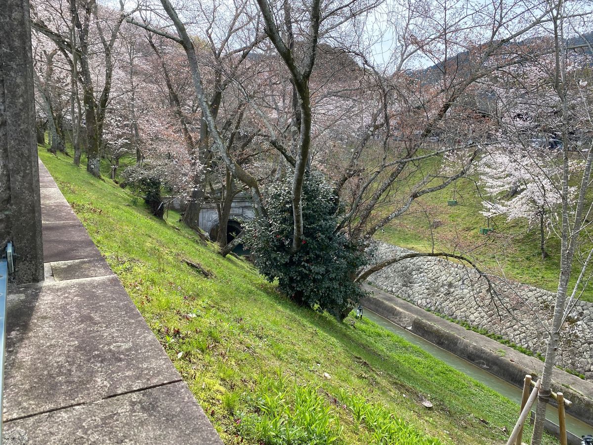 琵琶湖疏水、渋滞でしたが綺麗だった
