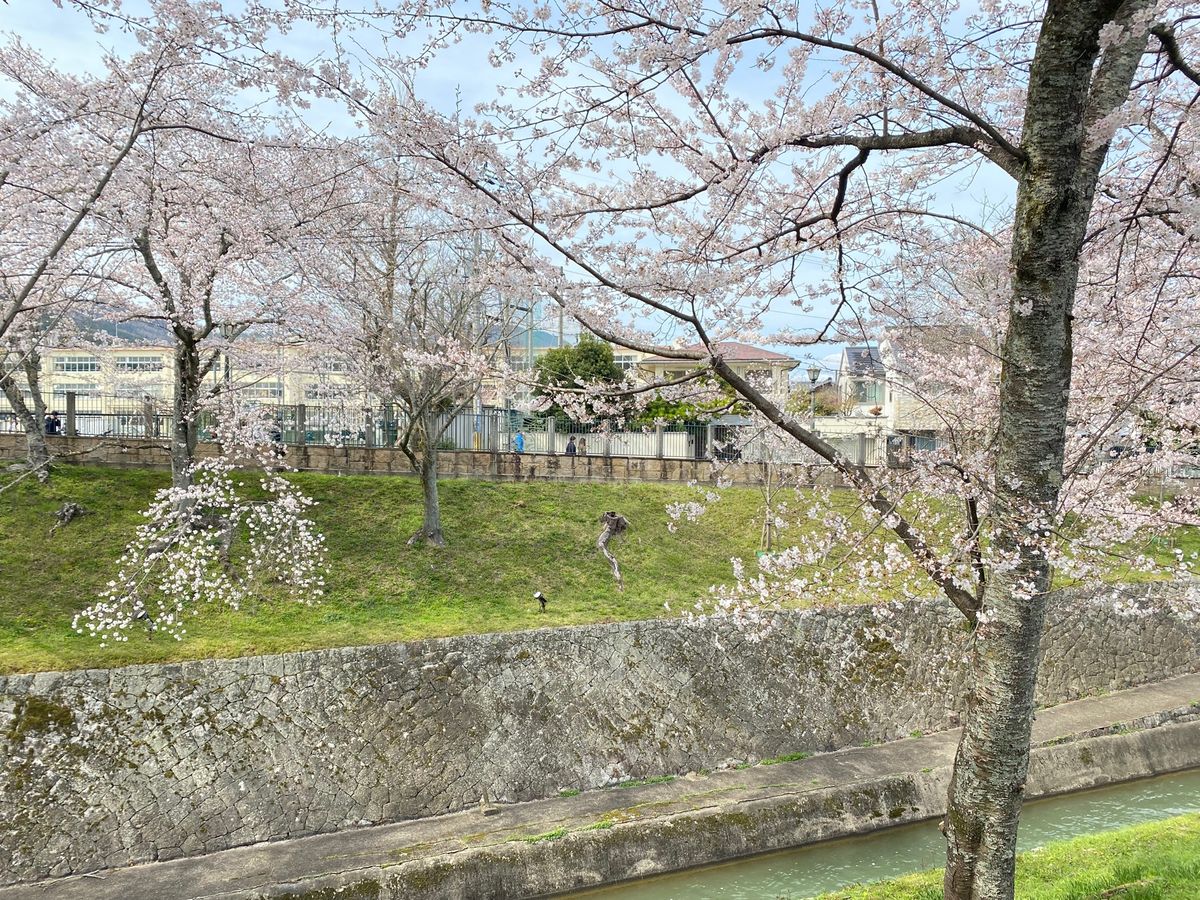 琵琶湖疏水、渋滞でしたが綺麗だった