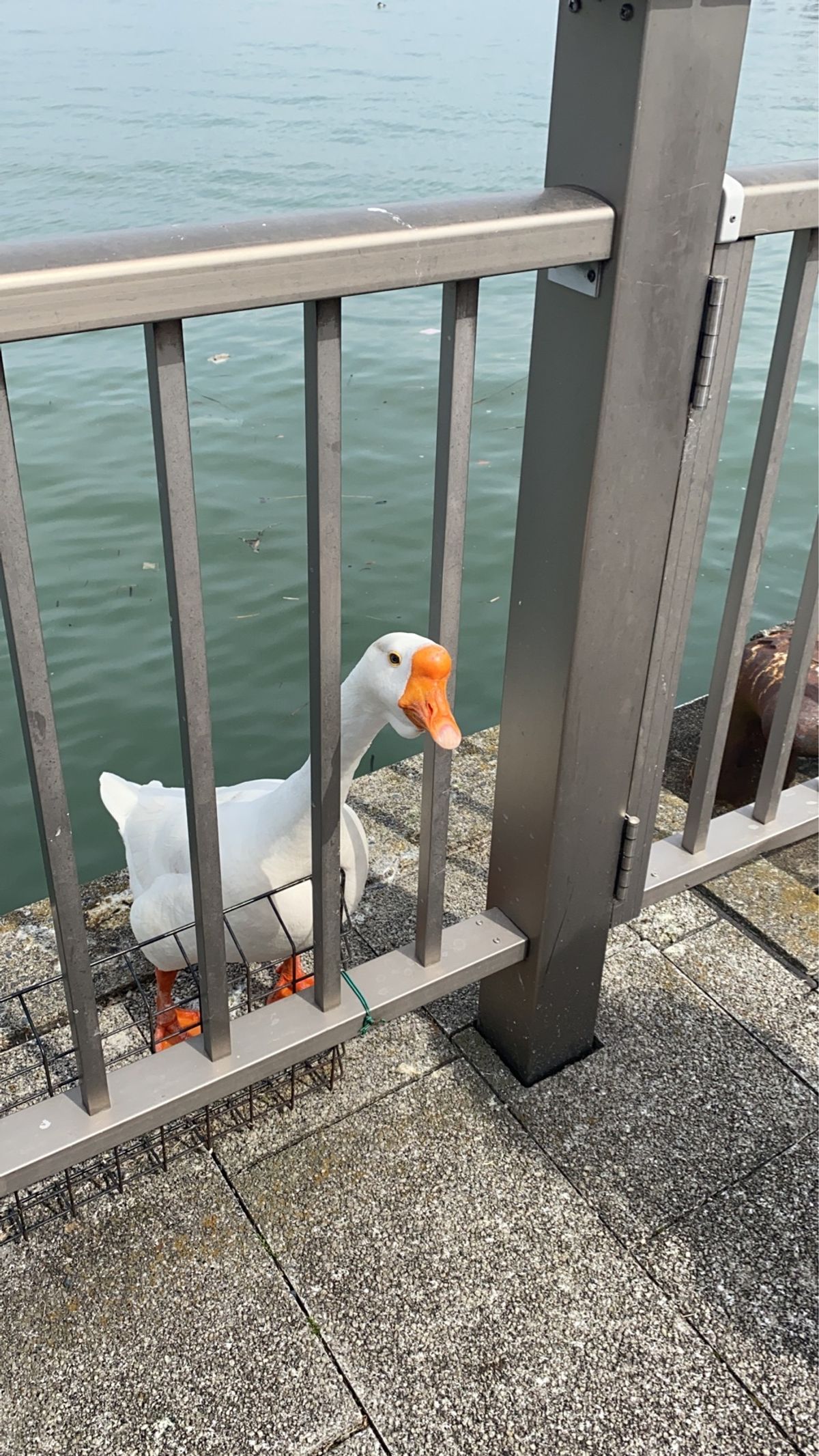 琵琶湖。大きいなぁ〜