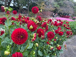 菜花の里昼間