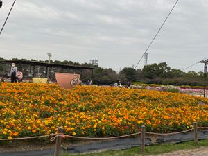 菜花の里昼間