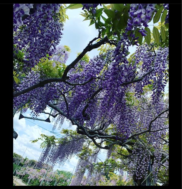 日本・広島県「世羅高原」の写真