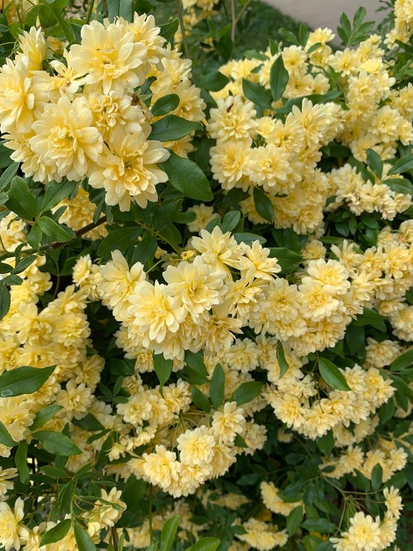 日本・広島県「世羅高原」の写真