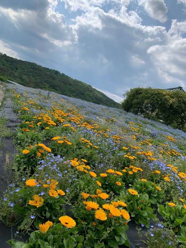 日本・広島県「世羅高原」の写真