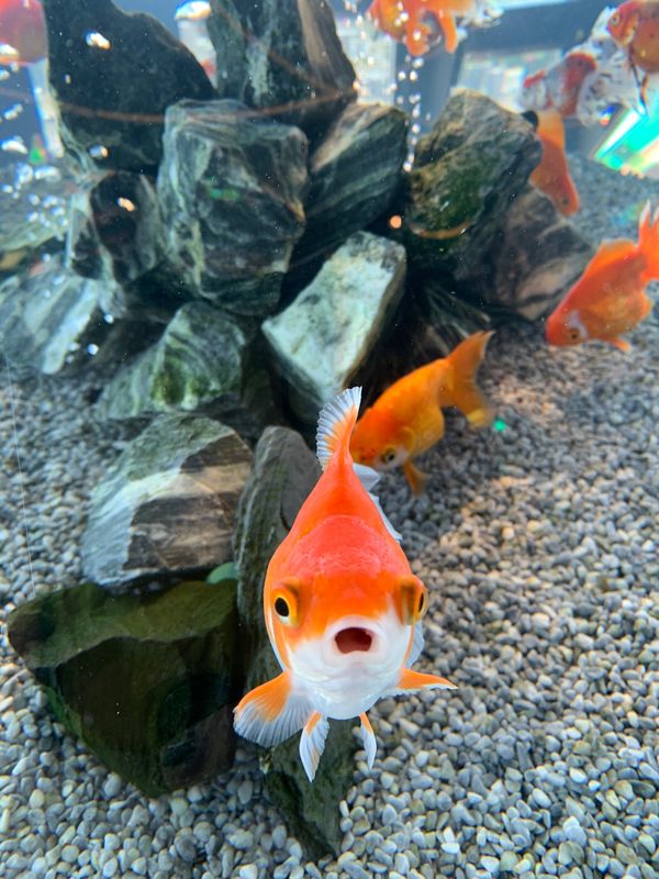 日本・香川県「夏のバケーション」の写真