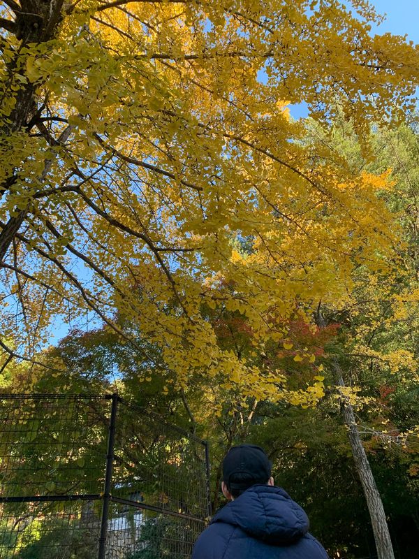 日本・宮島「紅葉の宮島」の写真