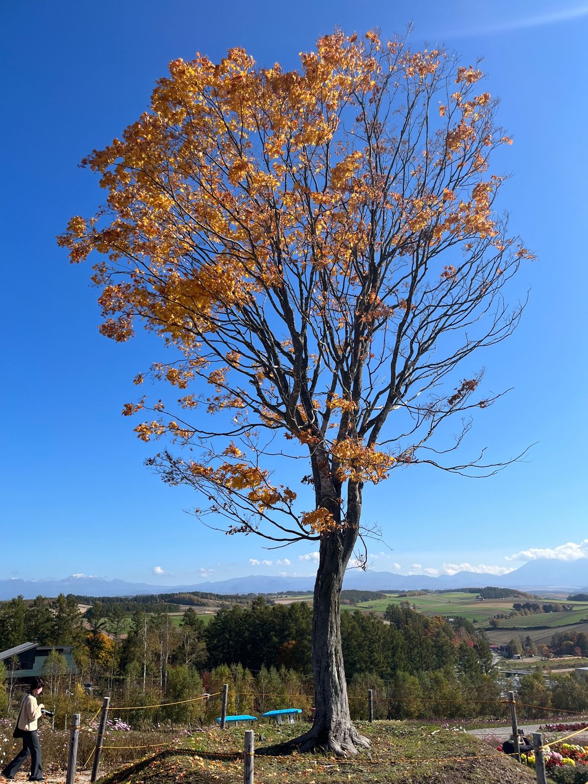 四季彩の丘へ
アルパカが居たよ
丘からの景色はめちゃんこ綺麗だった。