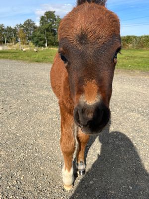 牧場👩‍🌾
動物達が放し飼いで飼われてた😆
ポニーの赤ちゃんも可愛かったな...