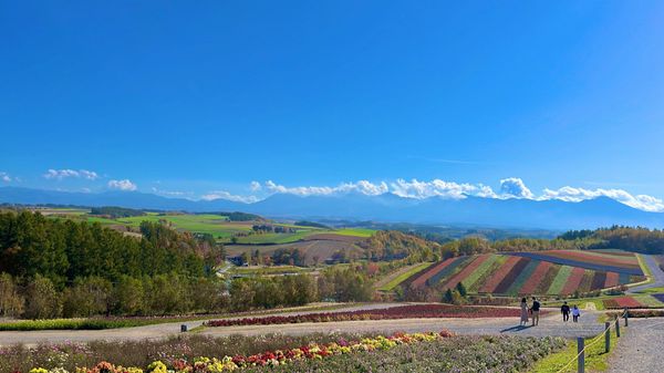 日本・北海道「Trip to Hokkaido」の写真：四季彩の丘へ
アルパカが居たよ
丘からの...