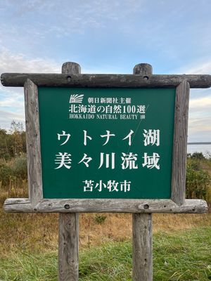 苫小牧市のウトナイ湖へ！！
野生の白鳥がいた🦢
