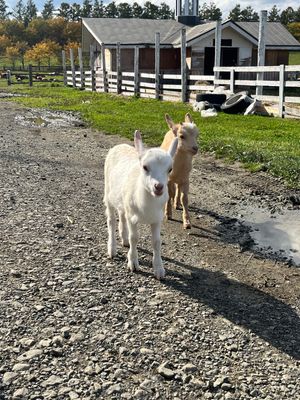 牧場👩‍🌾
動物達が放し飼いで飼われてた😆
ポニーの赤ちゃんも可愛かったな...