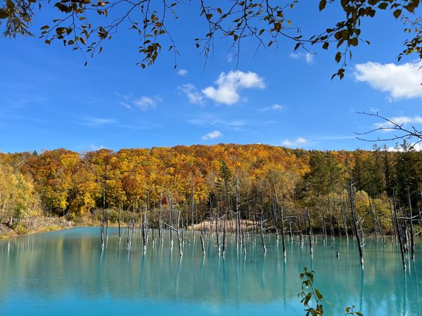 日本・北海道「Trip to Hokkaido」の写真：青い池。
これもまた綺麗じゃ。