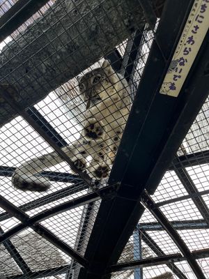 旭山動物園🐘
札幌市から離れるとまた違った魅力もある北海道。
空気が気持ち...