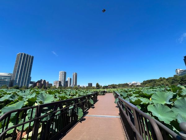 日本・東京都「東京旅行」の写真