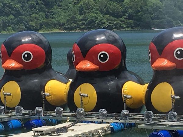 台湾・台北「台湾旅行(鯉魚潭)」の写真：今回は花蓮南の鯉魚潭へ
今まで2度断念し...