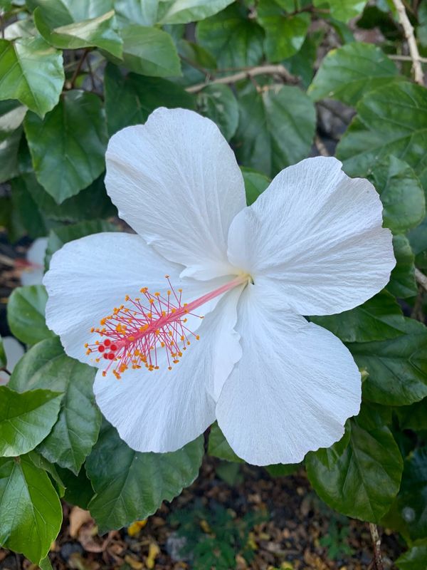 アメリカ(米国)・KONA「bigisland🐬」の写真