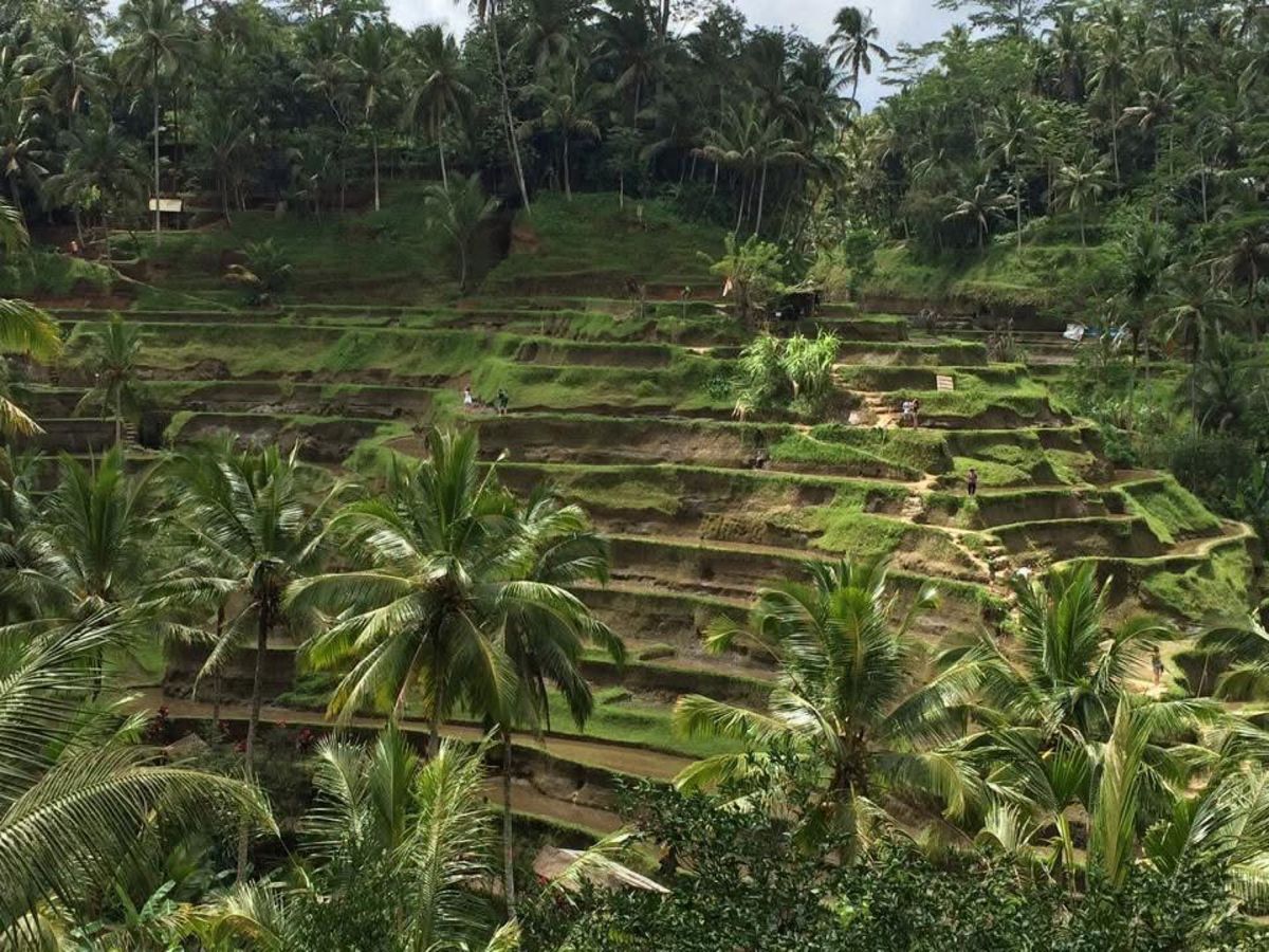 バリ世界遺産巡り
ライステラス、ゴアガジャ、イエプル