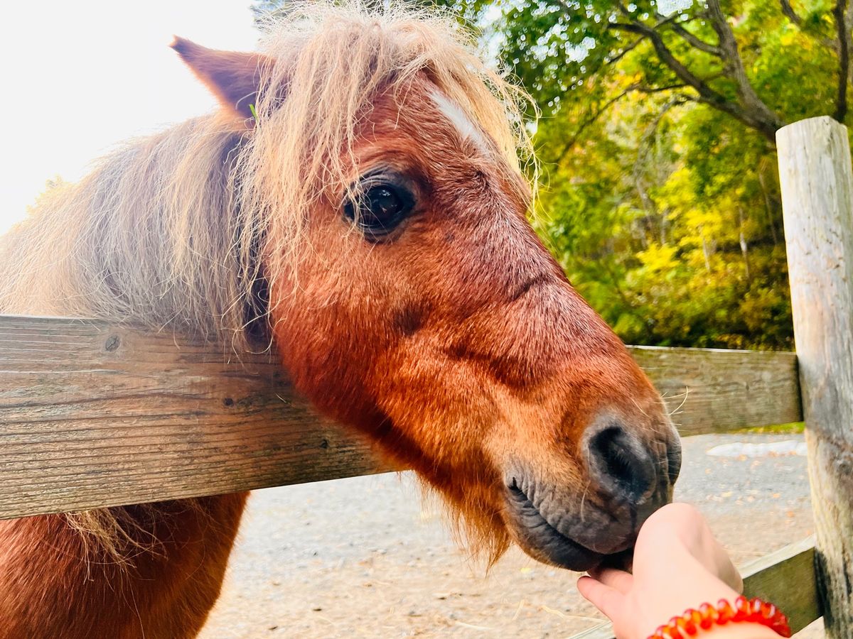 リンゴジュースの木と公園にいるポニー🐴