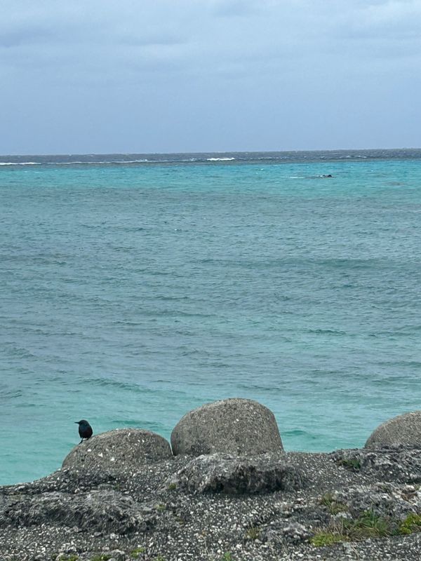 日本・沖縄県宮古島「宮古島」の写真