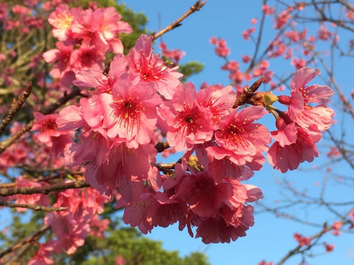 世界遺産今帰仁城